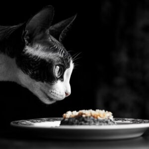 mon chat voit bien la nuit