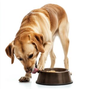 Le chien peut-il manger de la viande cru