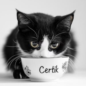 Les Chats Peuvent-ils Consommer du Yaourt Naturel?