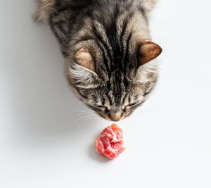 Les Chats peuvent-ils manger de la viande hachée
