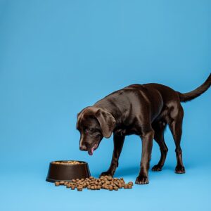 Les chiens peuvent-ils manger des tomates ?