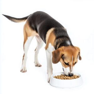 Un chien peut-il manger des asperges ?