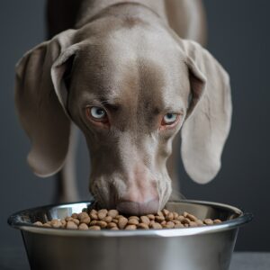 Un chien peut-il manger une omelette ?