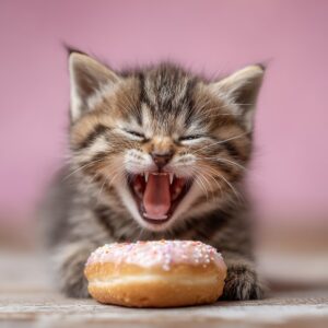 chat peut il manger des oranges