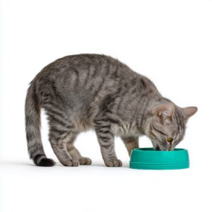 chats peuvent-ils boire de l’eau glacée ?