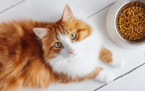 Chats Peuvent-Ils manger du Yaourt ?