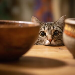 Comment apprendre à votre chat à utiliser la litière