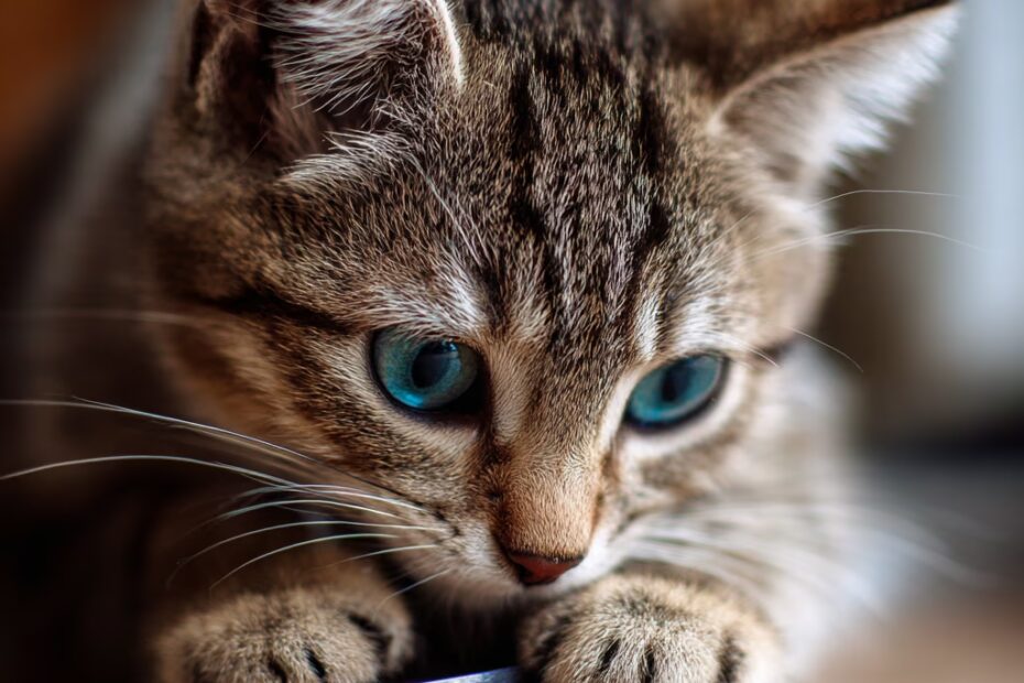 Comment éviter que les chats griffent les meubles