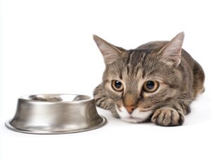 apprendre à votre chat à utiliser la litière