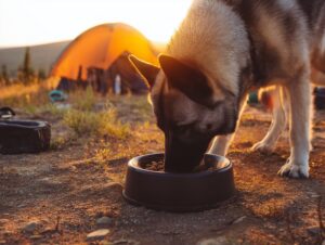 Le chien peut-il manger de la pizza