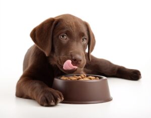 🐶 Le chien peut-il manger du pop-corn?
