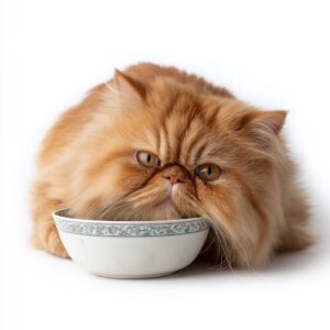 Les chats peuvent-ils consommer de la bière ?