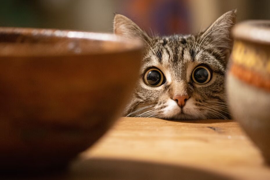 Comment apprendre à votre chat à utiliser la litière