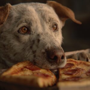mon chien peut il manger des cacahuetes