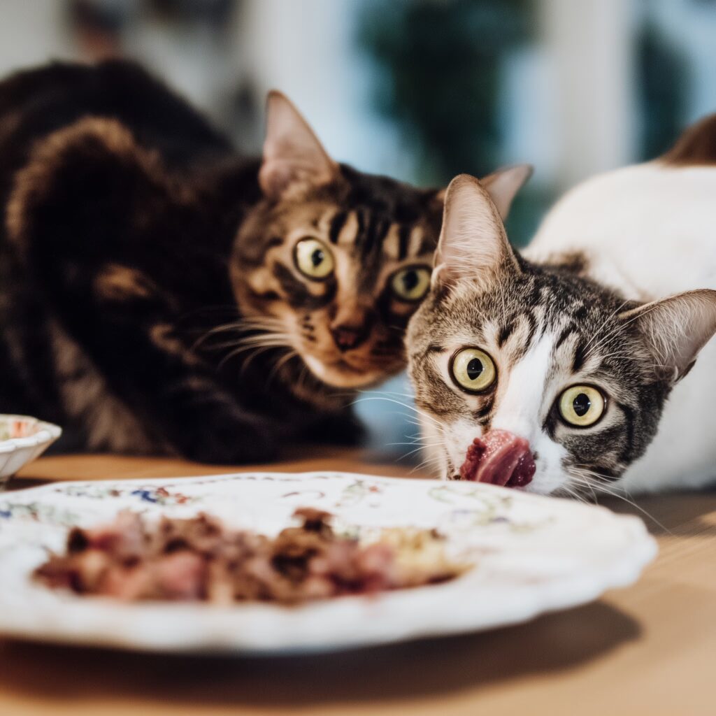 Le chat peut-il manger du foie gras