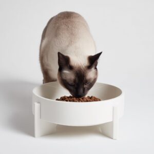 Verdict sur le Thé pour Chats