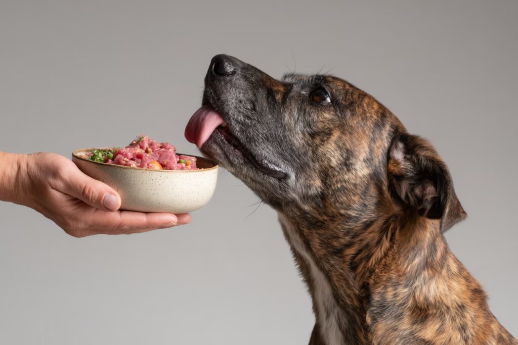 Noël : Attention aux aliments pour chiens et chats