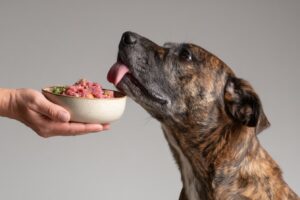 Noël : Attention aux aliments pour chiens et chats