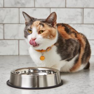 🥑 Le chat et l’avocat : fruit tendance, vrai danger ?