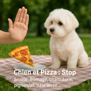 Chien blanc sur nappe de pique-nique regardant une part de pizza sur assiette, main en signe d’arrêt