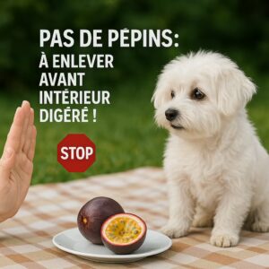 Chien blanc sur nappe de pique-nique face à un fruit de la passion sur assiette, main en signe d’arrêt pour les pépins