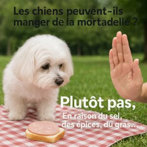 Bichon maltais sur nappe de pique-nique regardant un sandwich à la mortadelle, main en signe d’arrêt