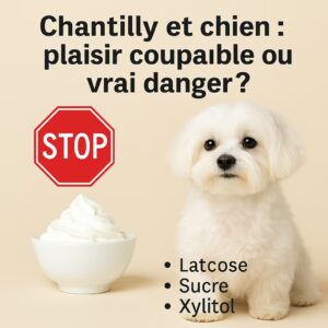 Bichon maltais en studio à côté d’un bol de chantilly avec pictogramme STOP et rappel des risques lactose, sucre, xylitol