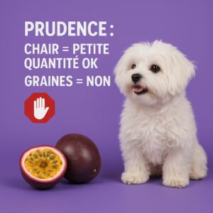 Petit chien blanc en studio près d’un fruit de la passion ouvert avec message prudence : chair en petite quantité ok, graines non