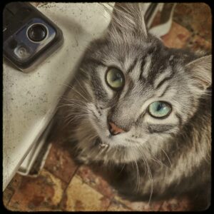 mâles plus affectueux que les femelles