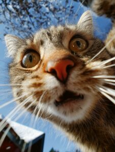 chats mâles plus affectueux que les femelles