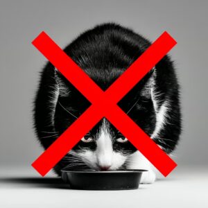 chat peut il manger du boudin