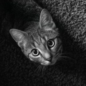 Le chat ressent il de l'affection pour son maître ?