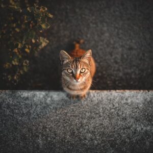 Mon Chat boit beaucoup : faut-il s’inquiéter ?