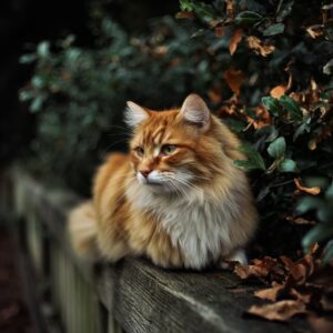 mon chat ressent il de l'affection pour moi