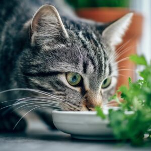 Aliments toxiques pour chat : liste complète à bannir