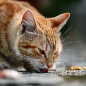 mon Chat Boude-t-il ses Croquettes