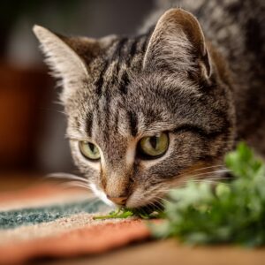 Régime Végétarien pour Chat : Danger ou Possible ?