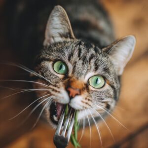 Aliments toxiques pour chat