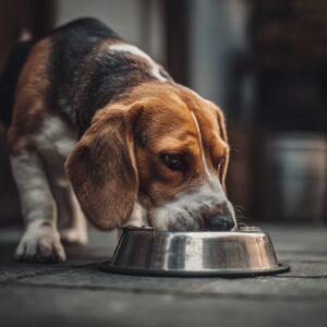 Donner des médicaments à son chien dans sa nourriture ?