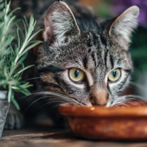 mon Chat Boude ses Croquettes