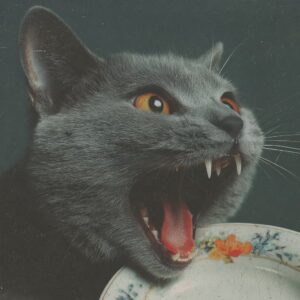 Quelle nourriture pour un chat en surpoids ?